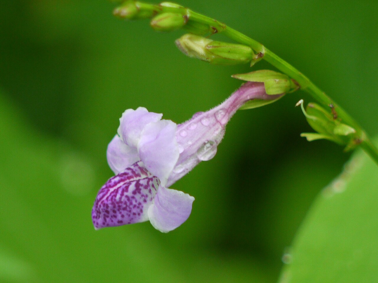 Asystasia dalzelliana: Acanthaceae (acanthus or ruellia family) » Asystasia dalzelliana a-sys-TAH-zee-uh -- from the Greek, prefix Asystasia meaning not united, consistent del-zel-ee-