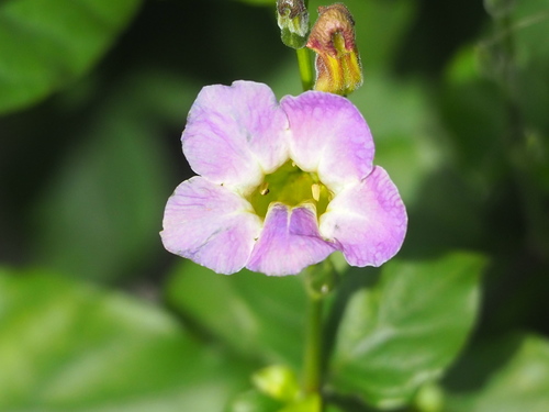 Chinese violet (Asystasia gangetica)