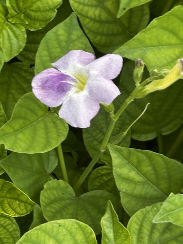 Chinese violet (Asystasia gangetica)