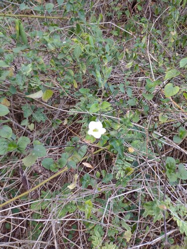 Chinese violet (Asystasia gangetica)