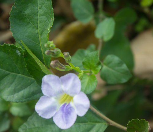 Chinese violet (Asystasia gangetica)