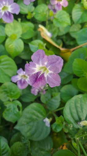 Chinese violet (Asystasia gangetica)