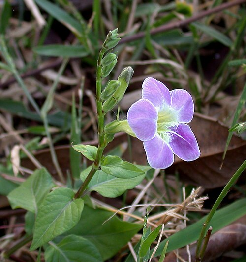 Chinese violet: Pattaya Chonburi Thailand Wasteland