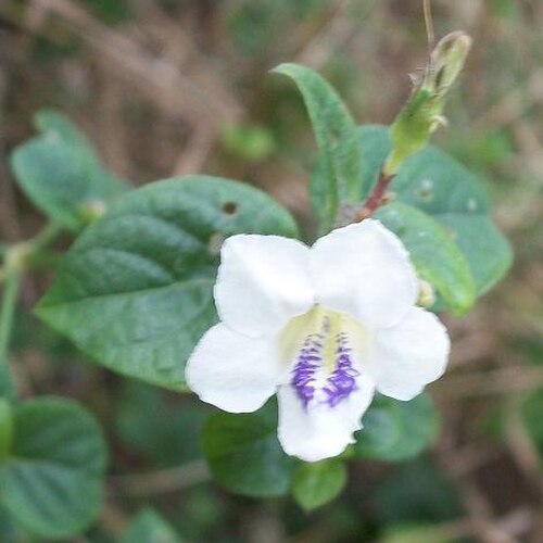 Asystasia intrusa: Asystasia gangetica from the Pipeline Coastal Park , South Africa.