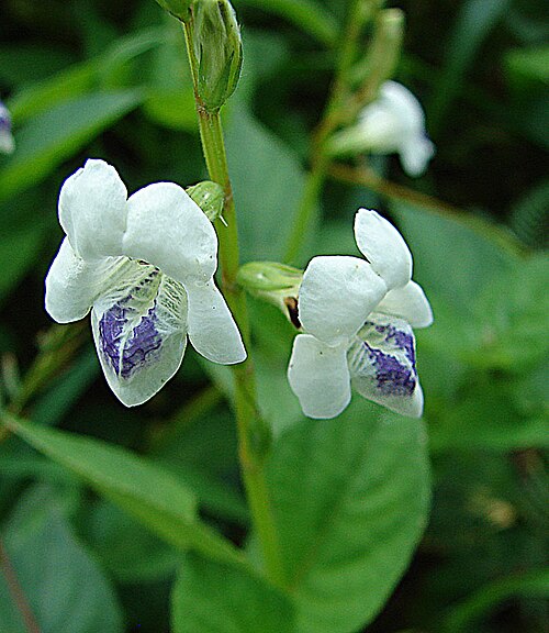 Asystasia intrusa: Asystasia gangetica subsp. micanthra