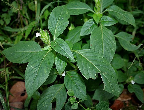 Asystasia mysorensis: Asystasia mysorensis (Roth) T. Anderson(syn. Asystasia schimperi T. Anderson) at Ananthagiri Hills , in Rangareddy district of Andhra Pradesh , India .