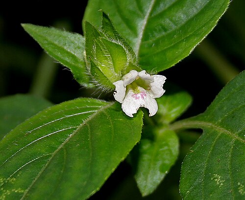 Asystasia mysorensis: Asystasia mysorensis (Roth) T. Anderson(syn. Asystasia schimperi T. Anderson) at Ananthagiri Hills , in Rangareddy district of Andhra Pradesh , India .