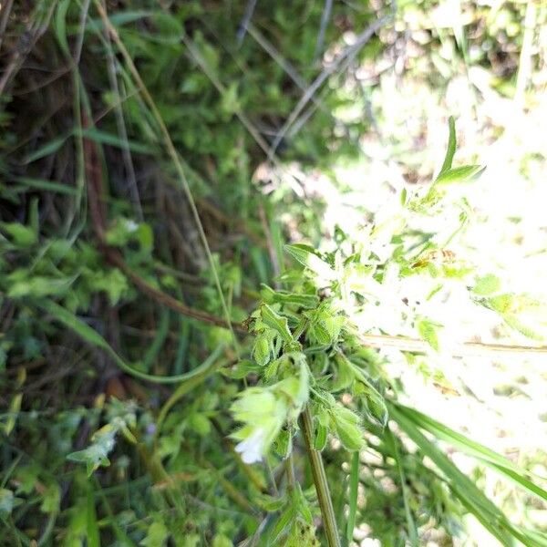 Asystasia mysorensis (Asystasia mysorensis)