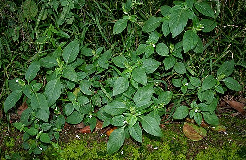 Asystasia mysorensis: Asystasia mysorensis (Roth) T. Anderson(syn. Asystasia schimperi T. Anderson) at Ananthagiri Hills , in Rangareddy district of Andhra Pradesh , India .