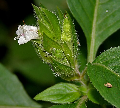 Asystasia mysorensis: Asystasia mysorensis (Roth) T. Anderson(syn. Asystasia schimperi T. Anderson) at Ananthagiri Hills , in Rangareddy district of Andhra Pradesh , India .
