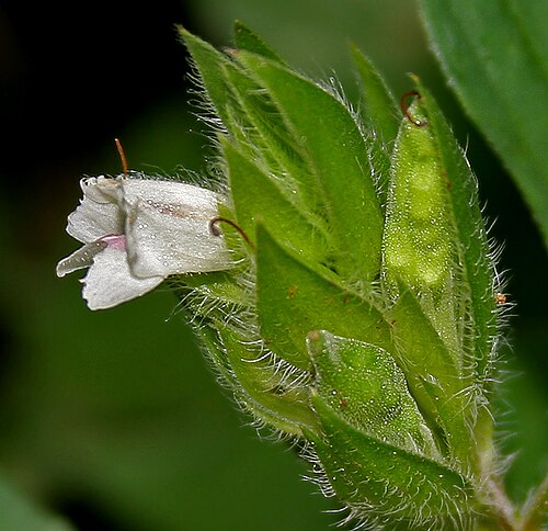 Asystasia mysorensis: Asystasia mysorensis (Roth) T. Anderson(syn. Asystasia schimperi T. Anderson) at Ananthagiri Hills , in Rangareddy district of Andhra Pradesh , India .