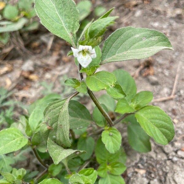 Asystasia mysorensis (Asystasia mysorensis)