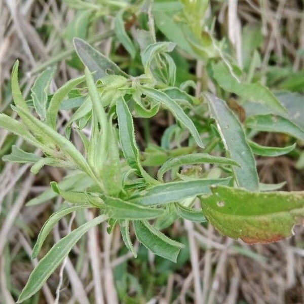 Asystasia mysorensis (Asystasia mysorensis)