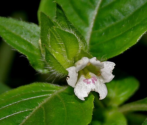 Asystasia mysorensis: Asystasia mysorensis (Roth) T. Anderson(syn. Asystasia schimperi T. Anderson) at Ananthagiri Hills , in Rangareddy district of Andhra Pradesh , India .