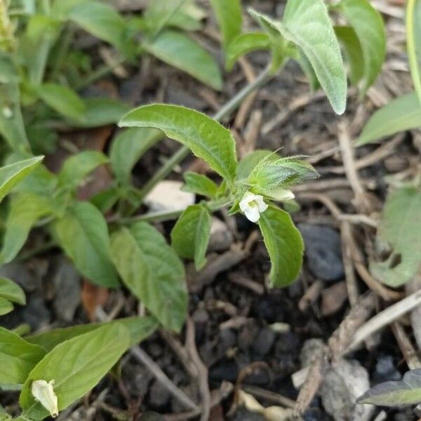 Asystasia mysorensis (Asystasia mysorensis)