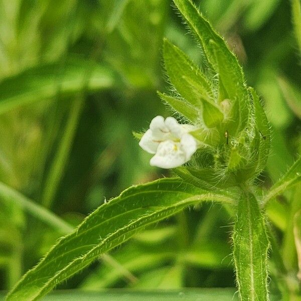 Asystasia mysorensis (Asystasia mysorensis)
