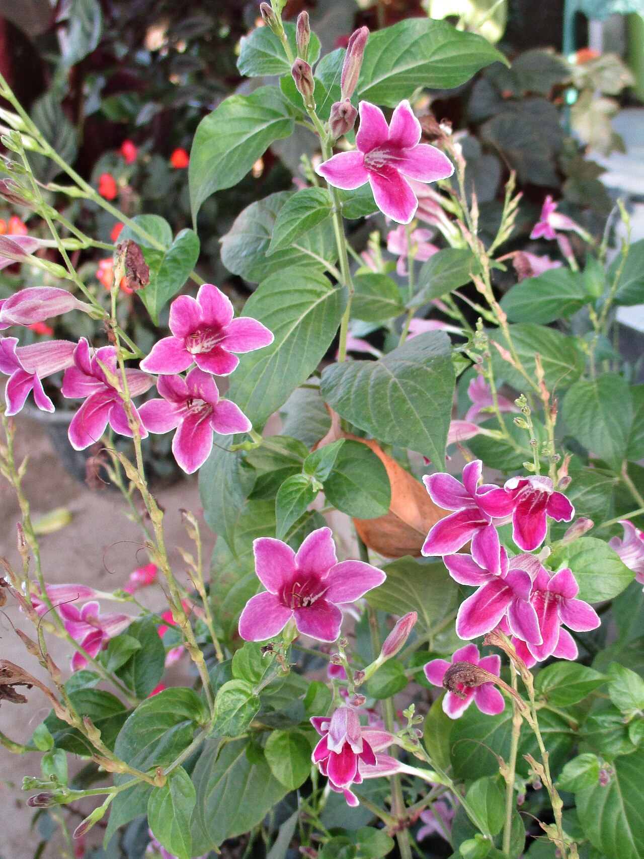 Asystasia: Asystasia (Asystasia nemorum) cultivated as an ornamental in the town of Ereke, northeastern Buton Island, Southeast Sulawesi, Indonesia