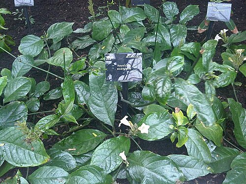 Asystasia scandens: Asystasia scandens at Kew Gardens, England.