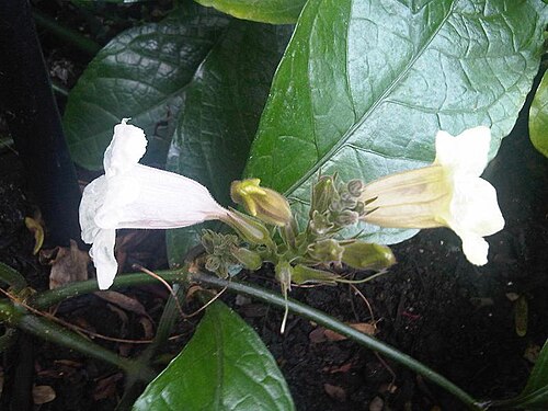Asystasia scandens: Asystasia scandens at Kew Gardens, England.