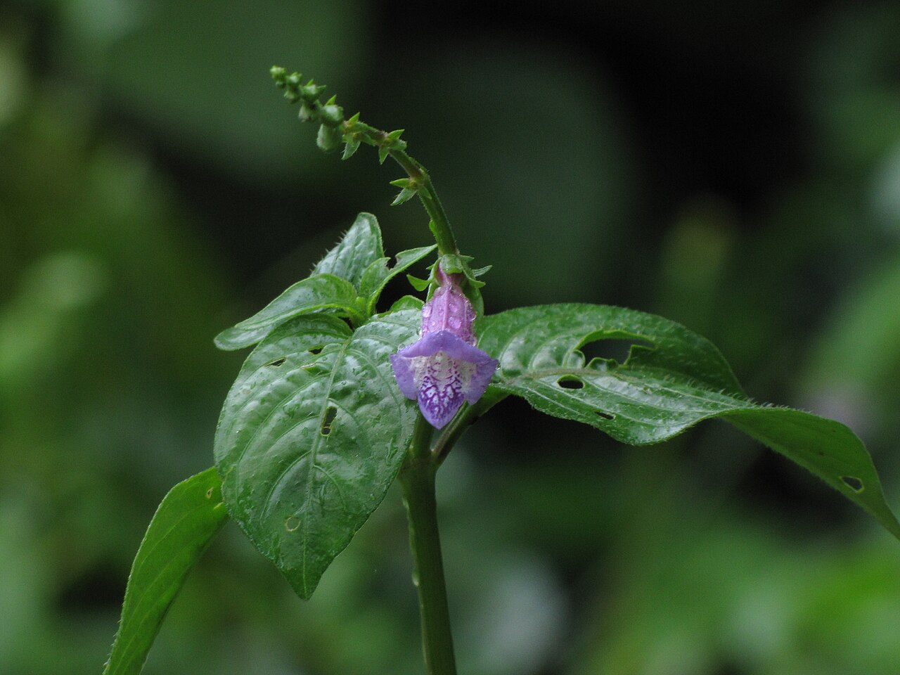 Asystasia varia: Asystasia varia from Koovery, Kannur