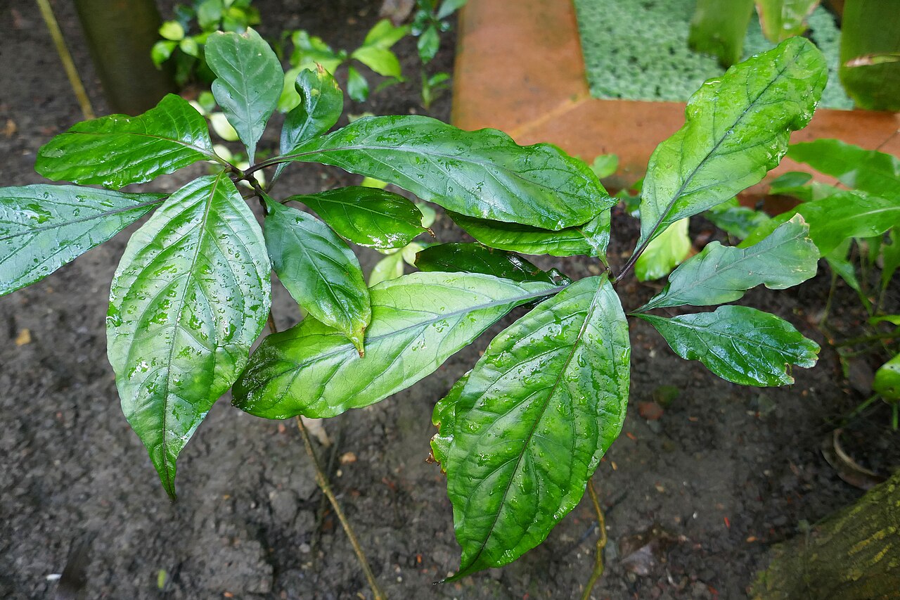 Asystasia vogeliana: Asystasia vogeliana Benth. Afrique tropicale centrale et occidentale. Jardin botanique Meise