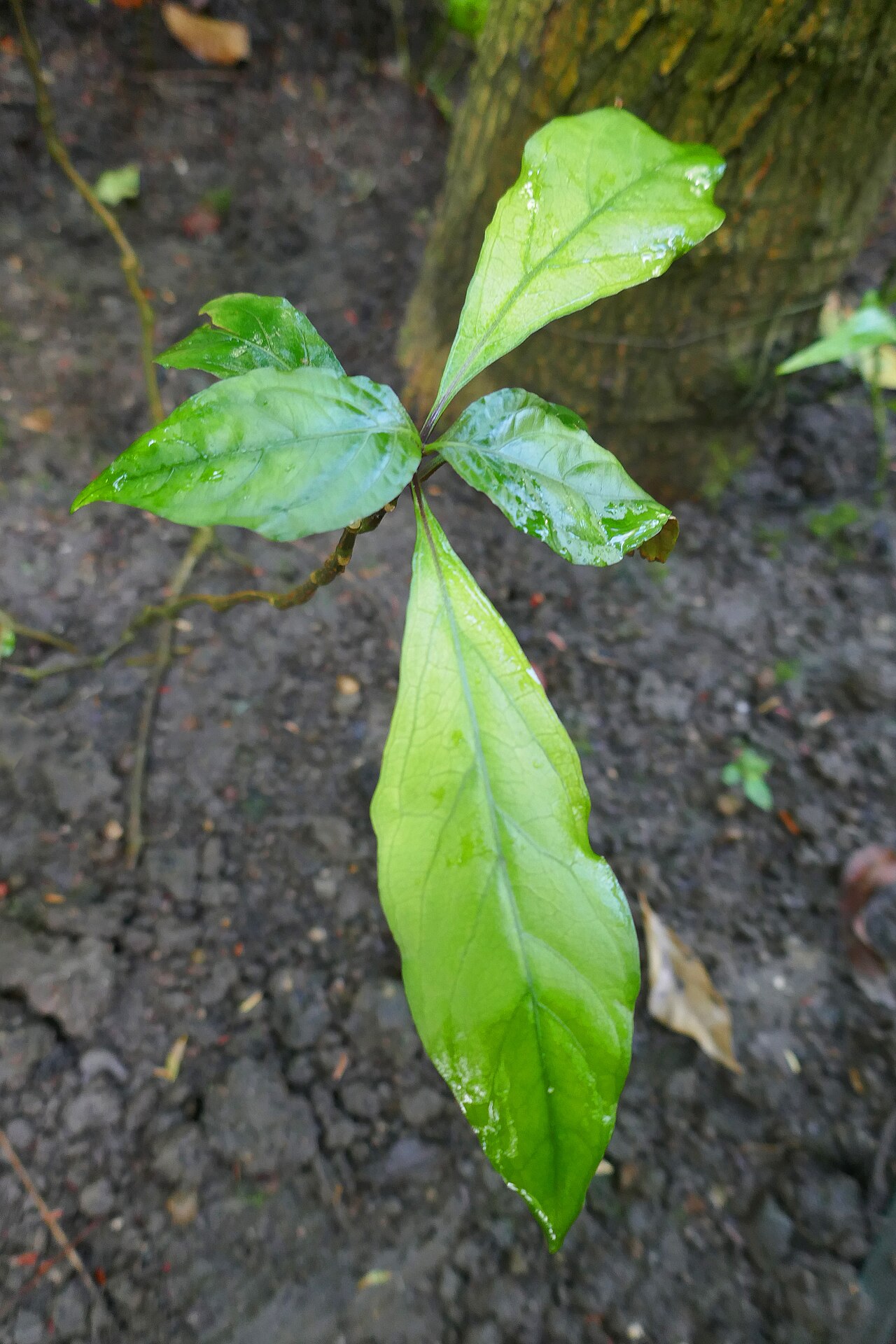 Asystasia vogeliana: Asystasia vogeliana Benth. Afrique tropicale centrale et occidentale. Jardin botanique Meise