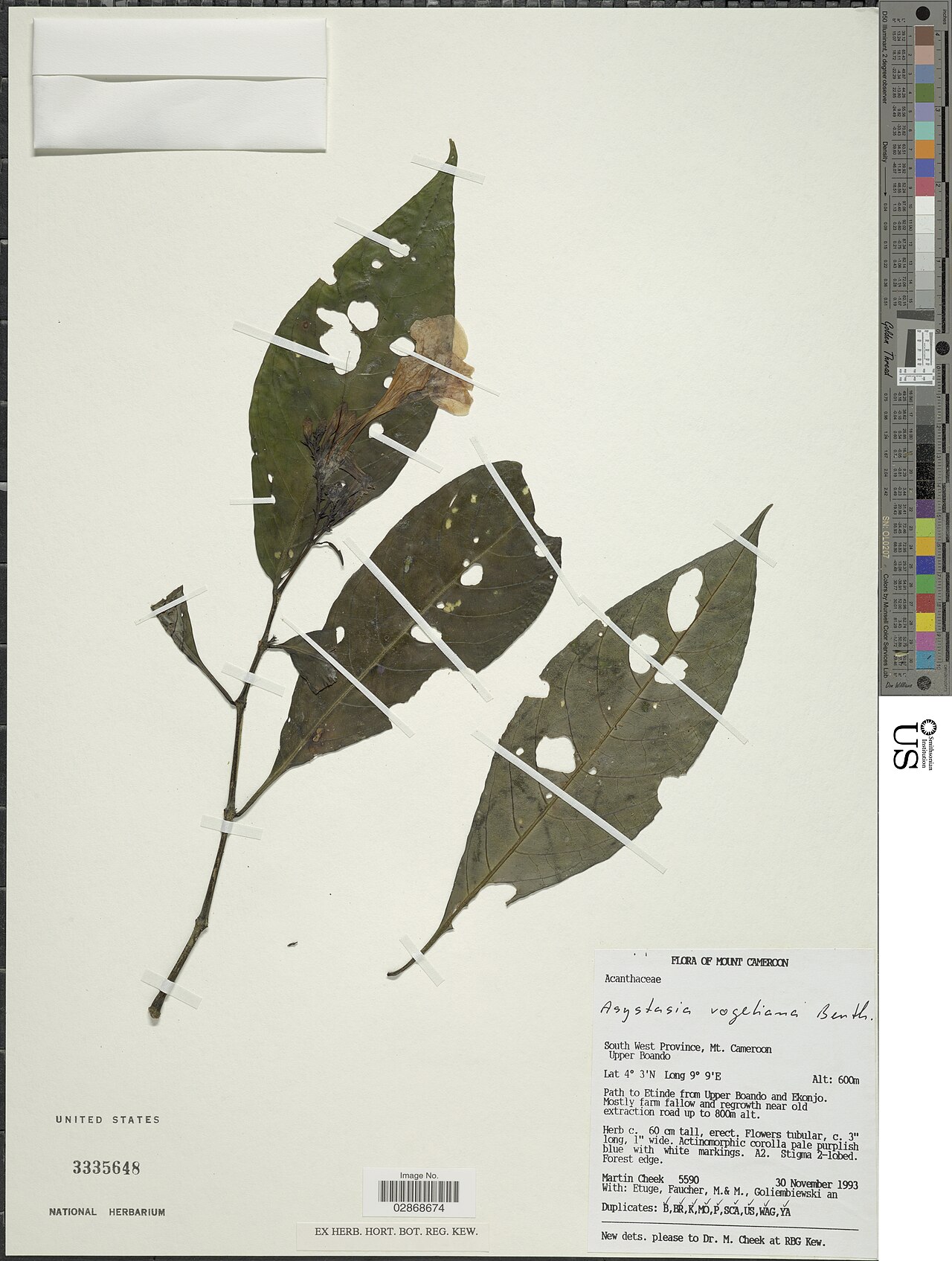 Asystasia vogeliana: * Asystasia vogeliana Benth. Object Details Record Last Modified 24 Sep 2018 Specimen Count 1 Collection Date 30 Nov 1993 Barcode 02868674 USNM Number 3335648 B
