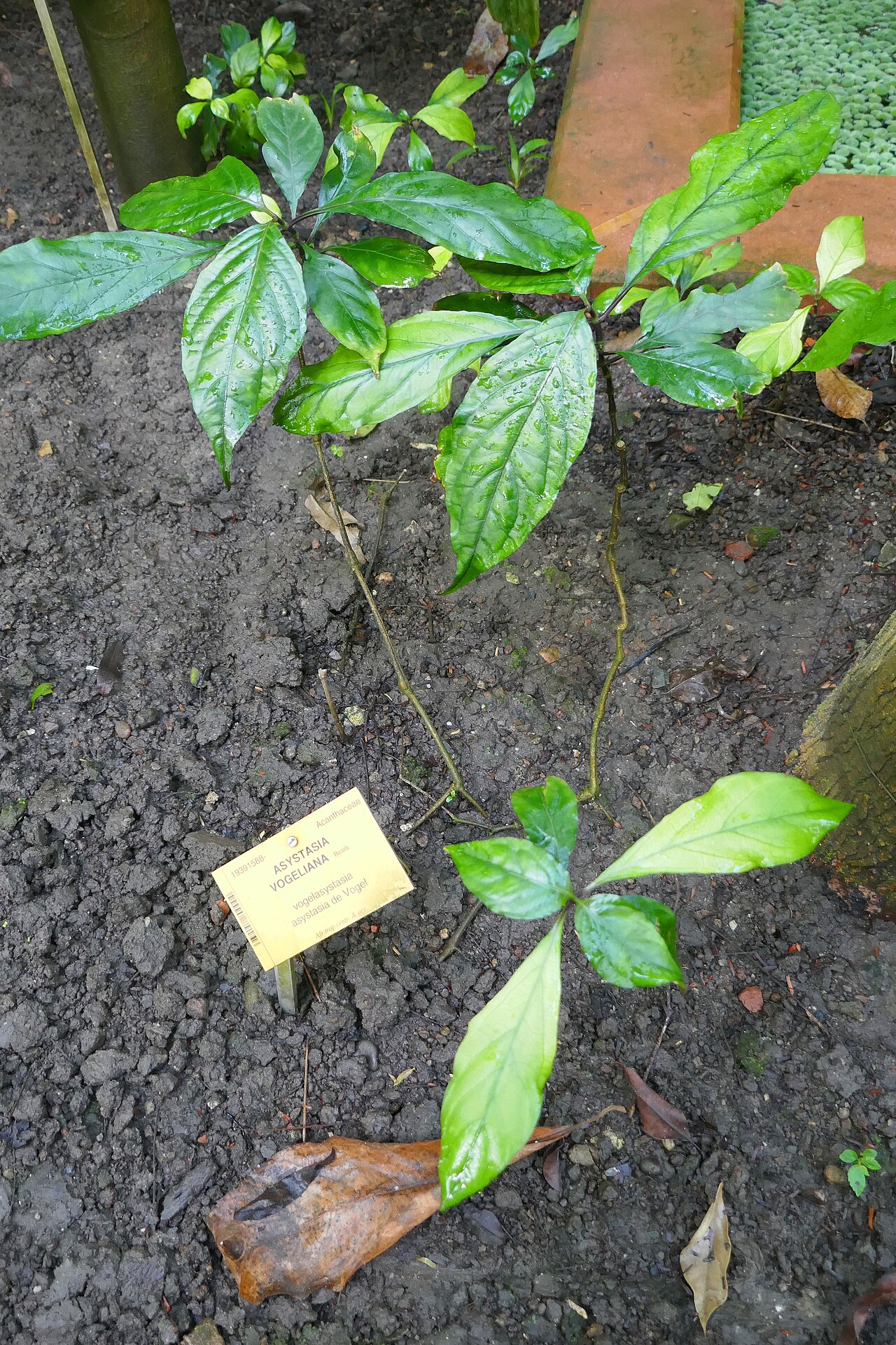 Asystasia vogeliana: Asystasia vogeliana Benth. Afrique tropicale centrale et occidentale. Jardin botanique Meise