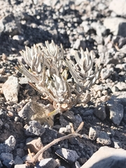 Atacama nivea (Atacama nivea)