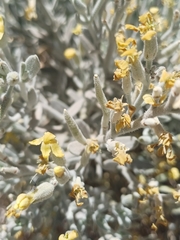 Atacama nivea (Atacama nivea)
