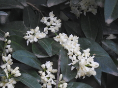 Atalantia monophylla (Atalantia monophylla)