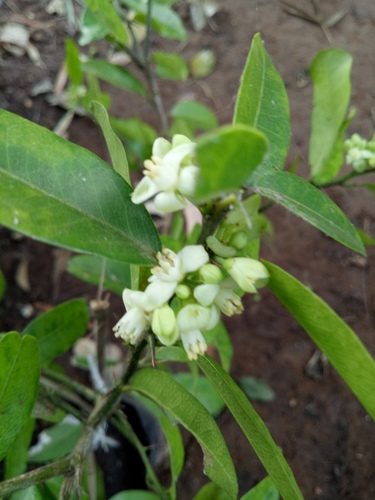 Atalantia monophylla (Atalantia monophylla)