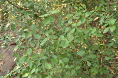 Atalantia monophylla (Atalantia monophylla)
