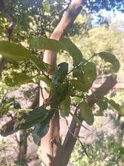 Atalantia monophylla (Atalantia monophylla)