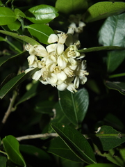 Atalantia monophylla (Atalantia monophylla)