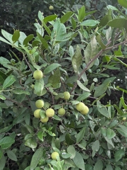 Atalantia monophylla (Atalantia monophylla)