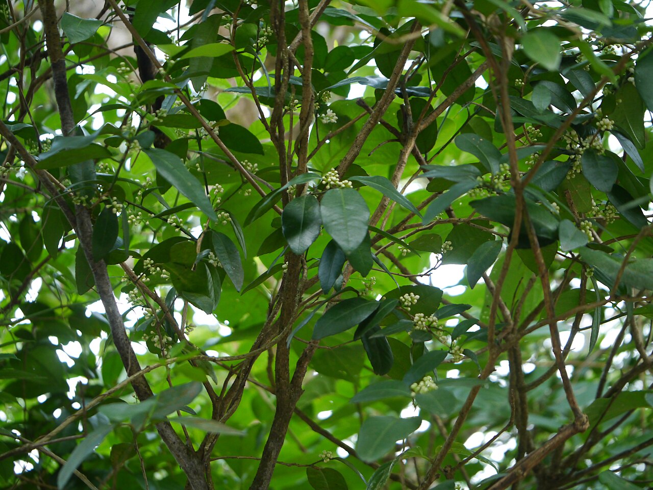 Bombay atalantia: Rutaceae (ruta, or citrus family) » Atalantia racemosa Wight ex Hook. at-uh-LAN-tee-uh -- named for Atalanta, daughter of King Schoeneus of Scyros ... Dave's Bo