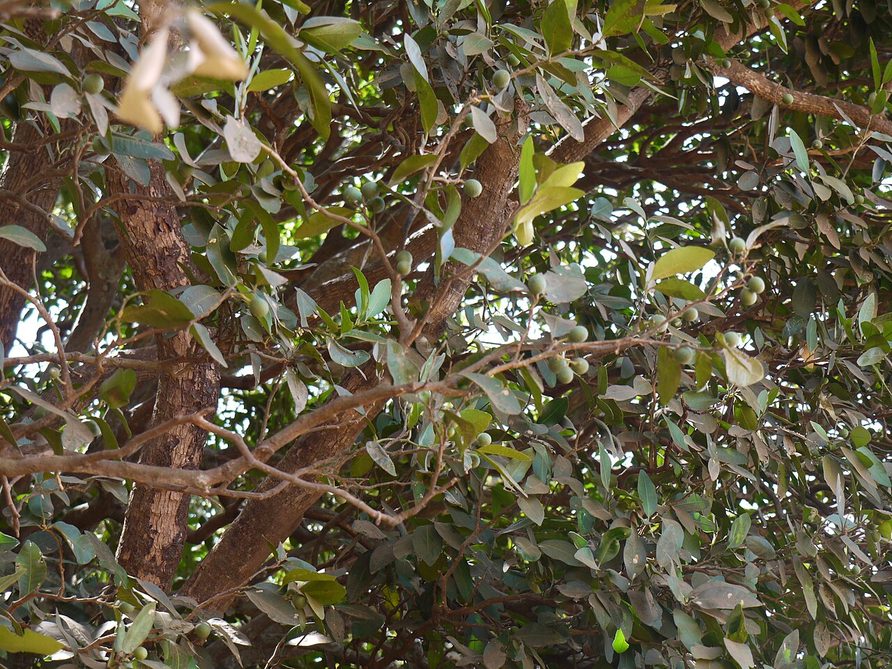 Bombay atalantia: Rutaceae (ruta, or citrus family) » Atalantia racemosa Wight ex Hook. at-uh-LAN-tee-uh -- named for Atalanta, daughter of King Schoeneus of Scyros ... Dave's Bo