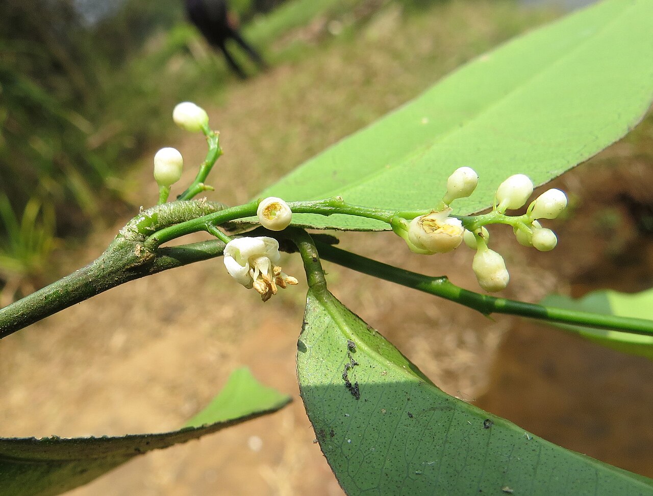 Bombay atalantia: Atalantia racemosa