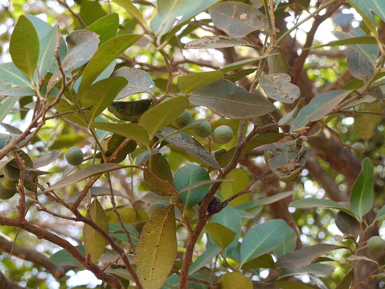 Bombay atalantia: Rutaceae (ruta, or citrus family) » Atalantia racemosa Wight ex Hook. at-uh-LAN-tee-uh -- named for Atalanta, daughter of King Schoeneus of Scyros ... Dave's Bo