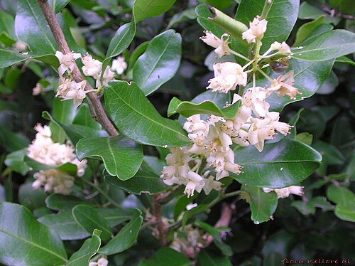 Bombay atalantia: Atalantia racemosa Photographed at Eastern Ghats of Nellore district, India