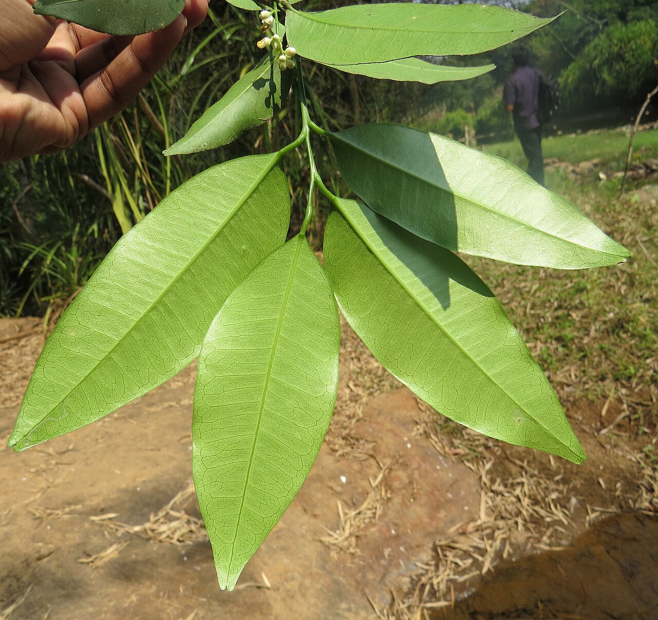 Bombay atalantia: Atalantia racemosa