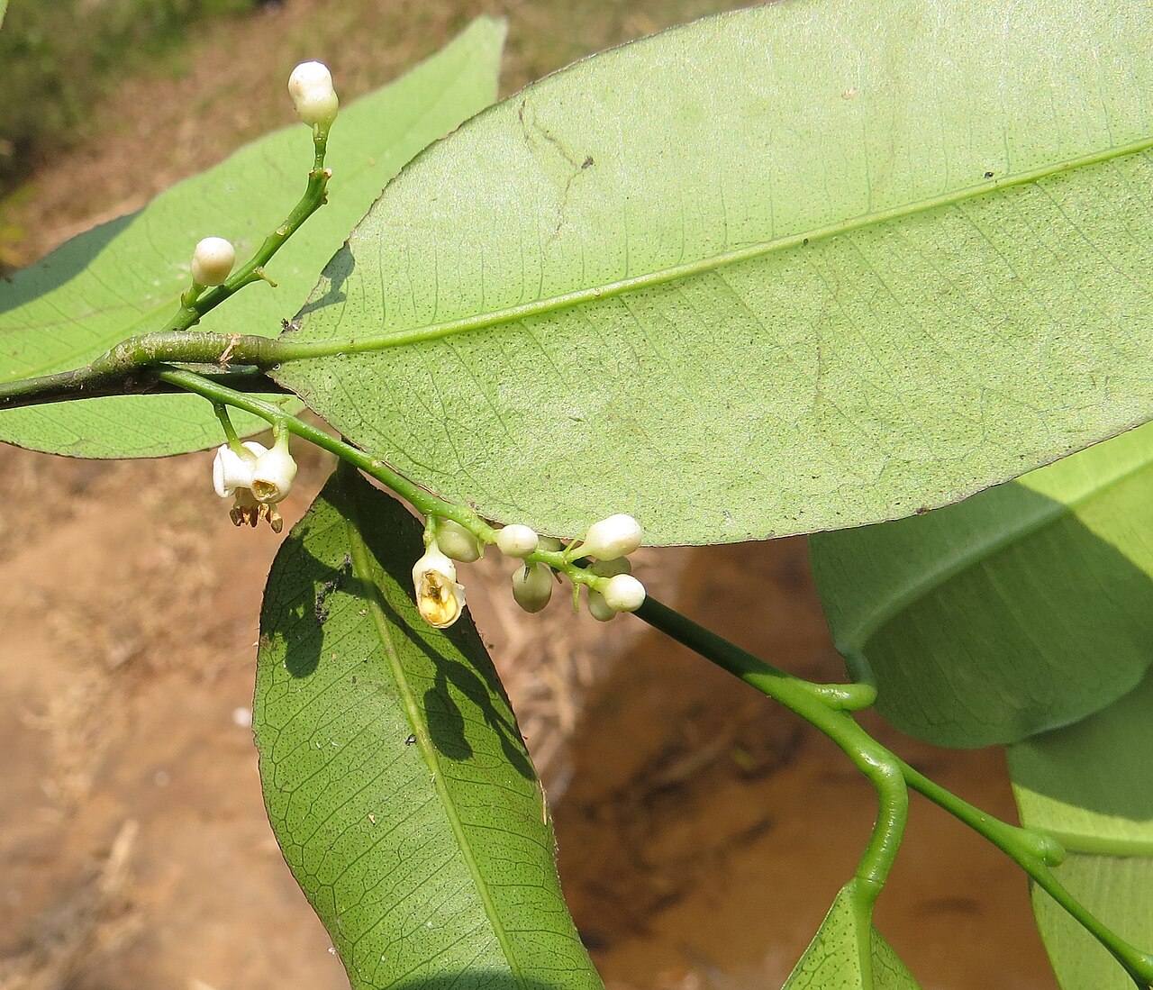 Bombay atalantia: Atalantia racemosa