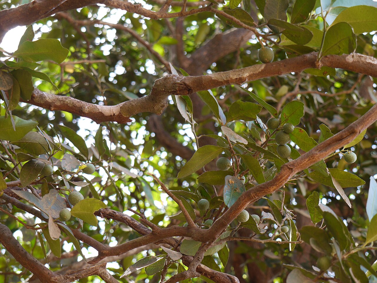 Bombay atalantia: Rutaceae (ruta, or citrus family) » Atalantia racemosa Wight ex Hook. at-uh-LAN-tee-uh -- named for Atalanta, daughter of King Schoeneus of Scyros ... Dave's Bo