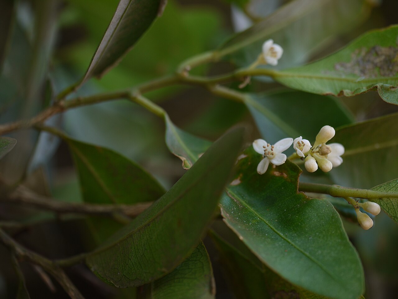 Bombay atalantia: Rutaceae (ruta, or citrus family) » Atalantia racemosa Wight ex Hook. at-uh-LAN-tee-uh -- named for Atalanta, daughter of King Schoeneus of Scyros ... Dave's Bo