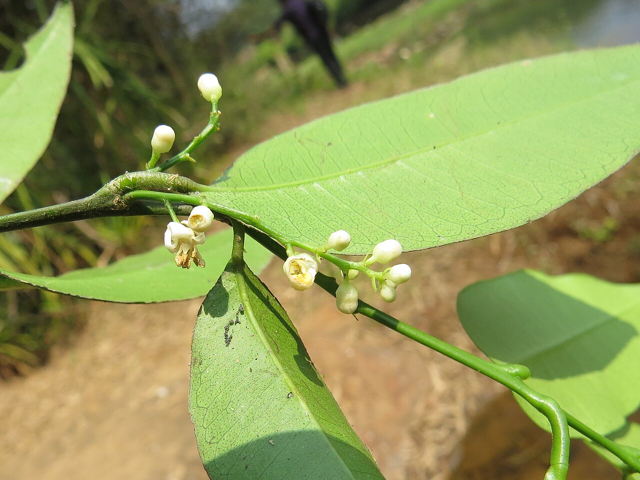 Bombay atalantia: Atalantia racemosa