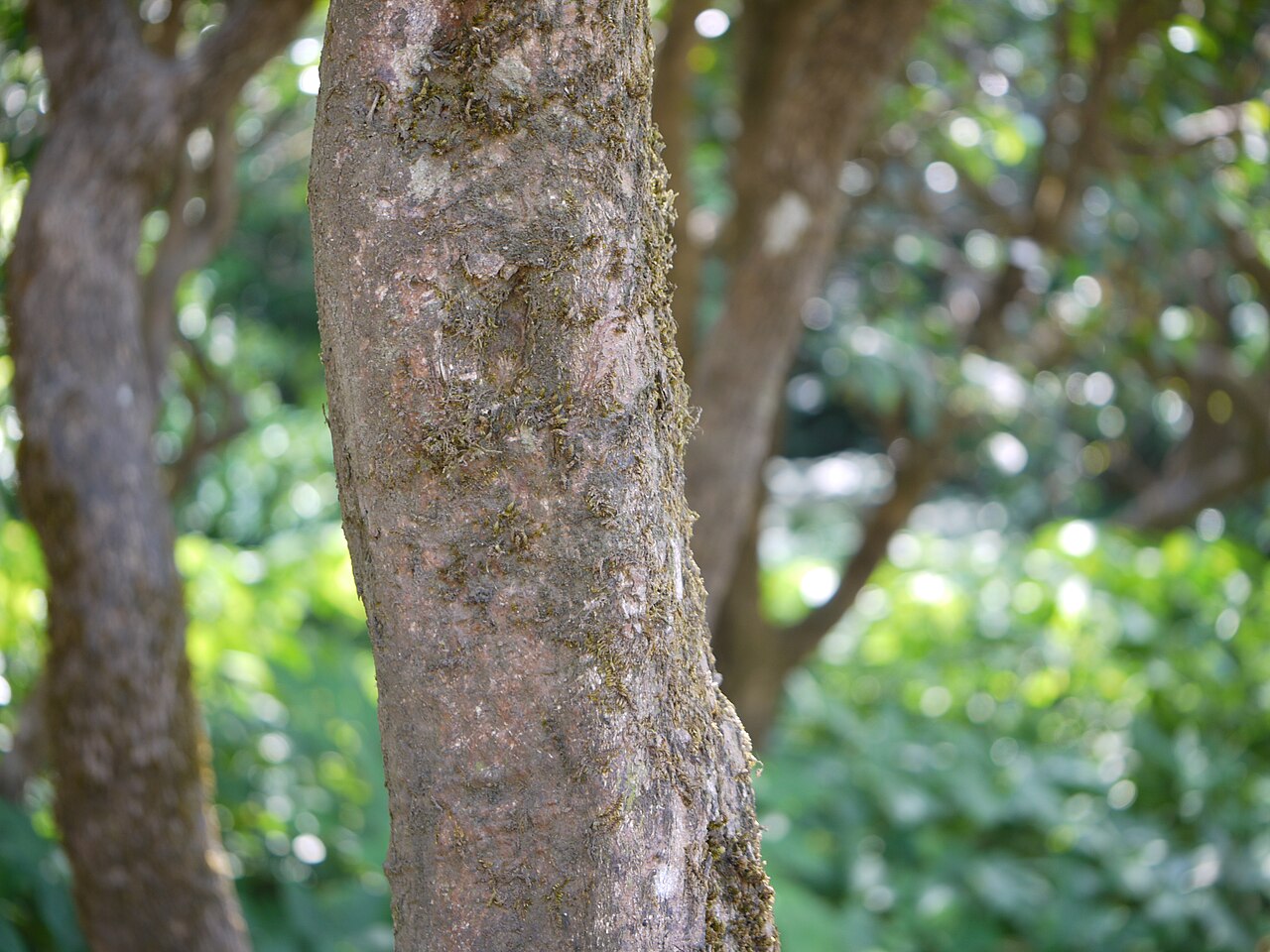 Bombay atalantia: Rutaceae (ruta, or citrus family) » Atalantia racemosa Wight ex Hook. at-uh-LAN-tee-uh -- named for Atalanta, daughter of King Schoeneus of Scyros ... Dave's Bo