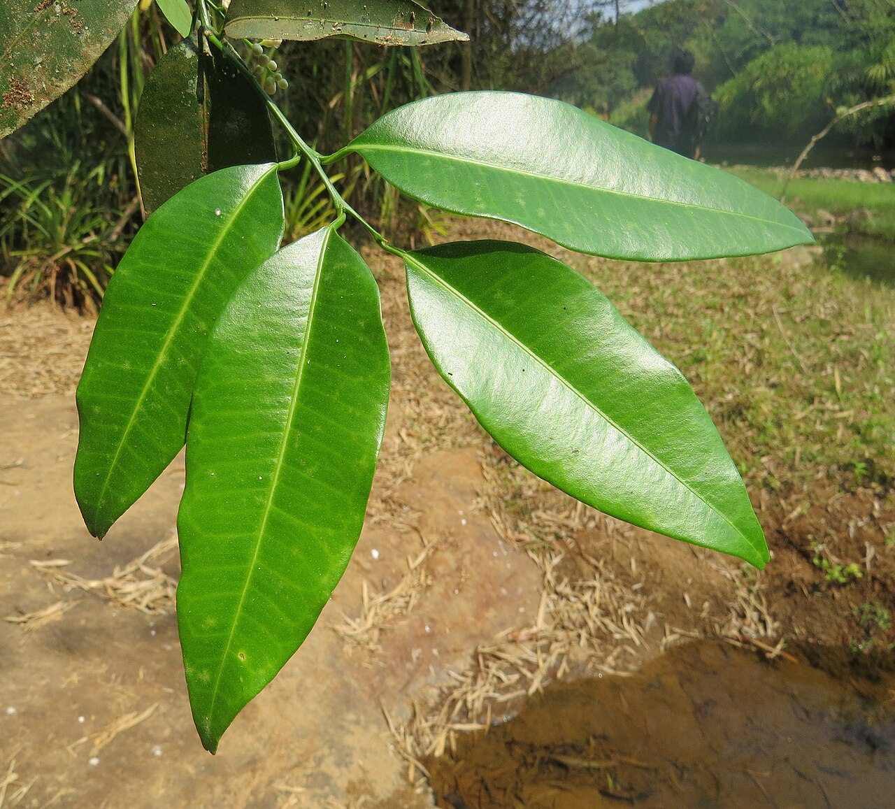 Bombay atalantia: Atalantia racemosa
