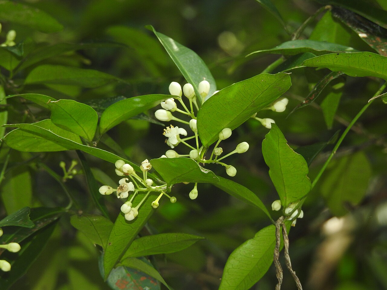 Atalantia simplicifolia: Atalantia species seen in Bajalungta forests, Middle Andaman