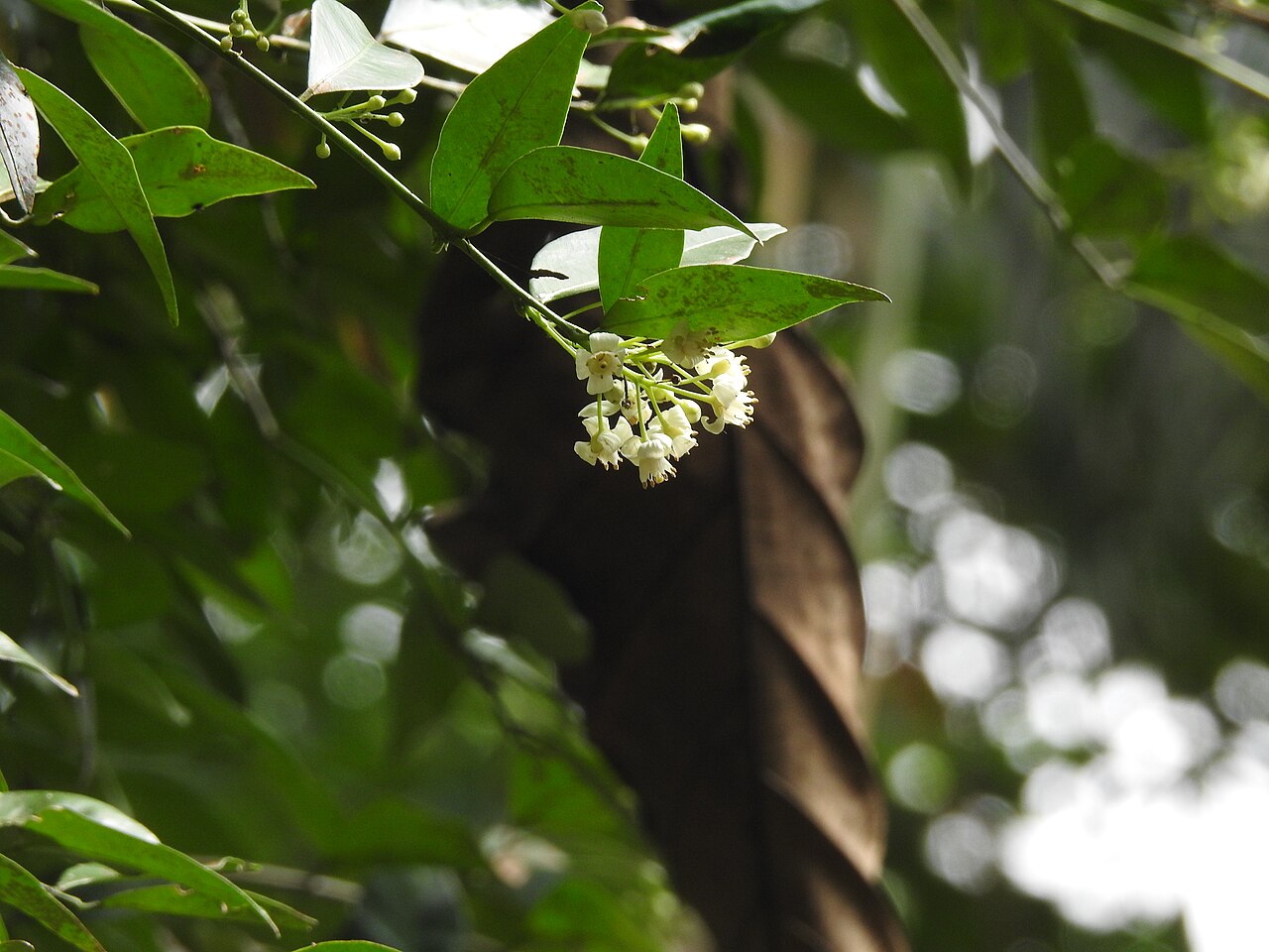 Atalantia simplicifolia: Atalantia species seen in Bajalungta forests, Middle Andaman